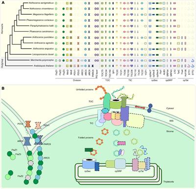 Loss of Plastid Developmental Genes Coincides With a Reversion to Monoplastidy in Hornworts